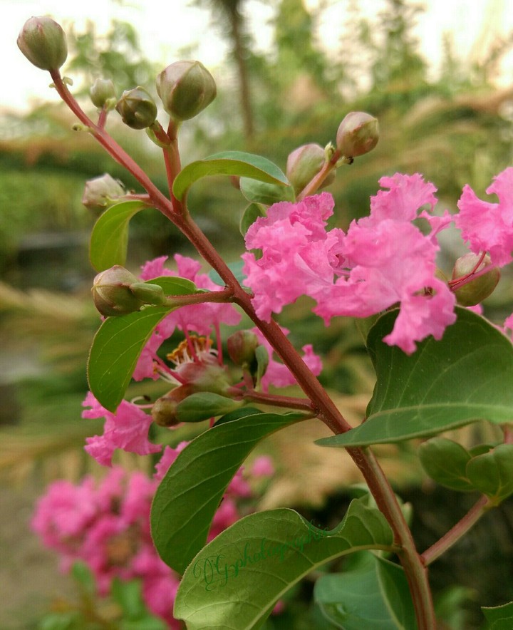 Pink Nature