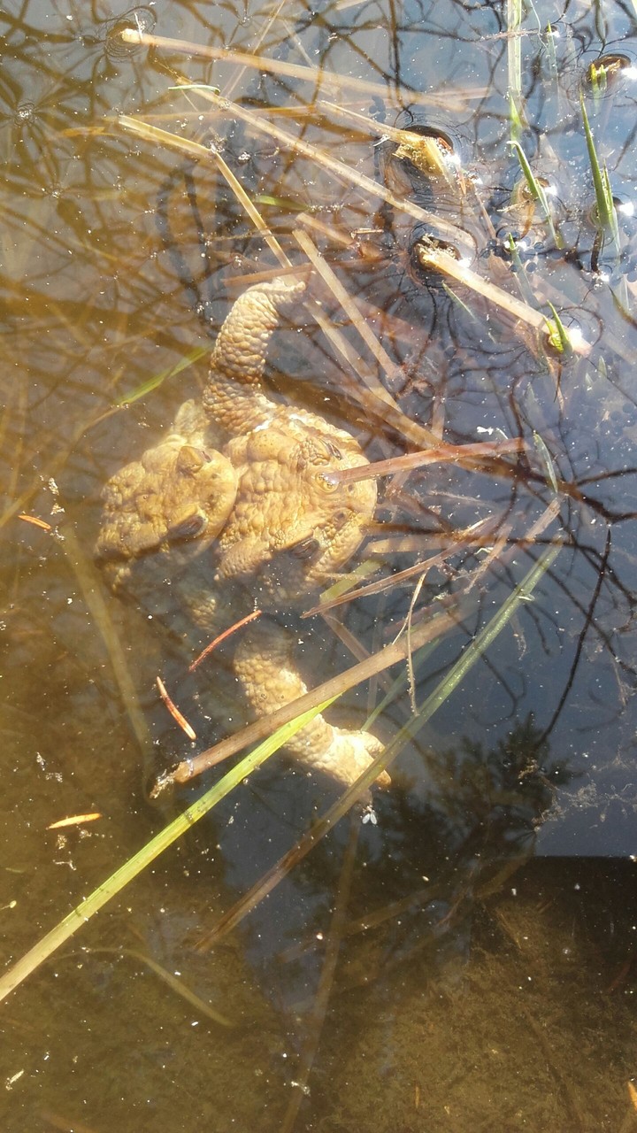 Am i disturbing this frogs?