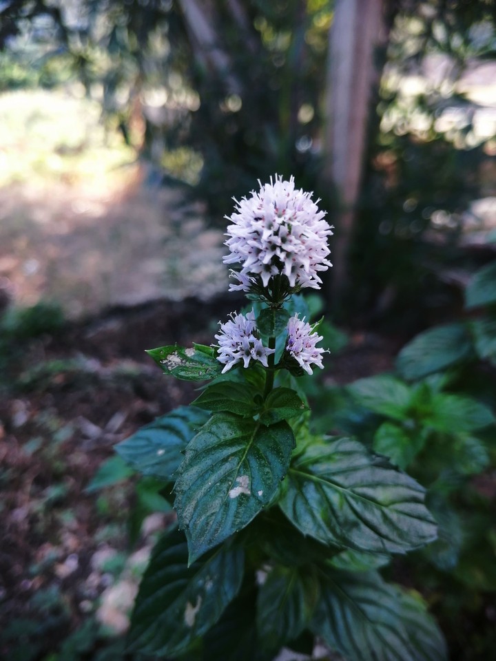 basil in bloom