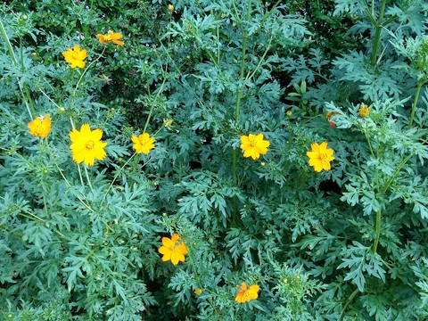 hình nền wildflower, herb