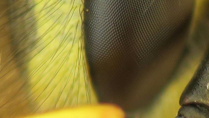 Wasp eye-catching.