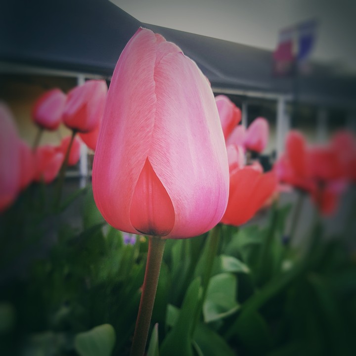 tulips
