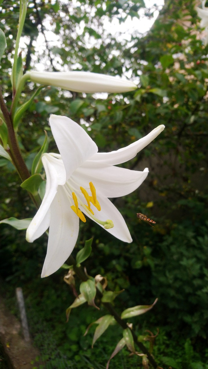 lily and a wasp