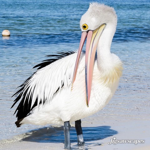 tapety seabird, beak