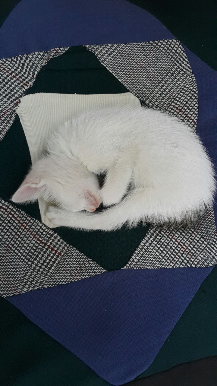 Uykucu