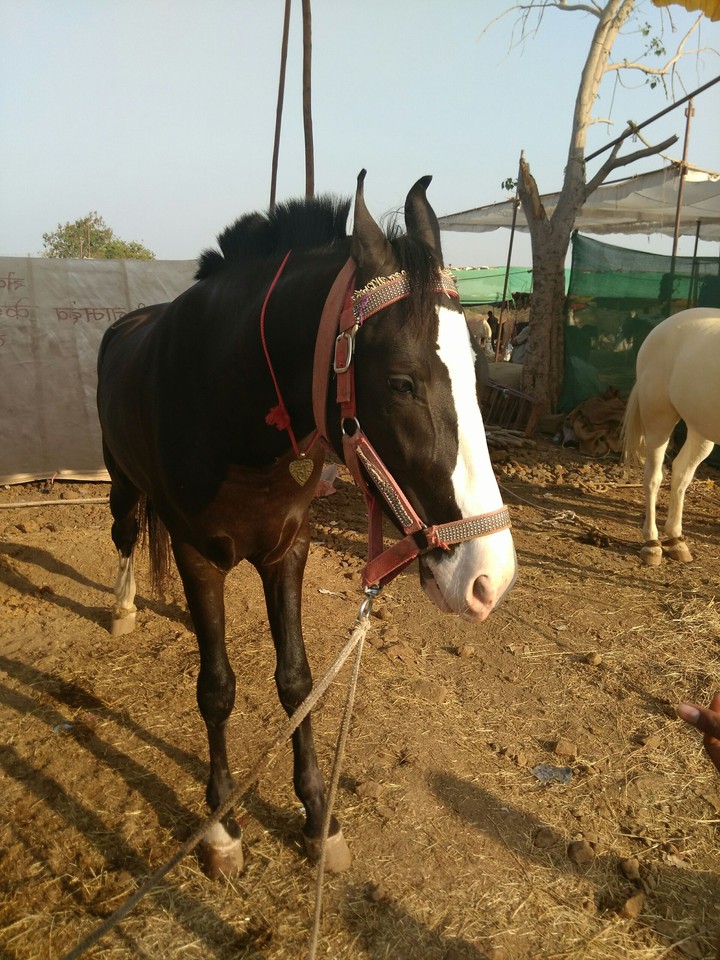 horse