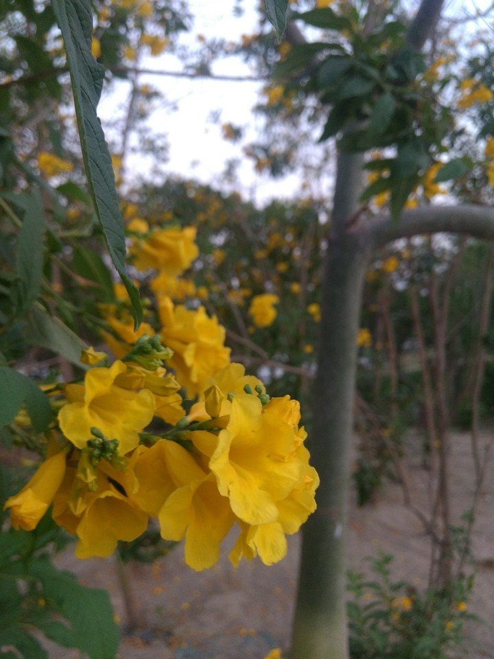 nature