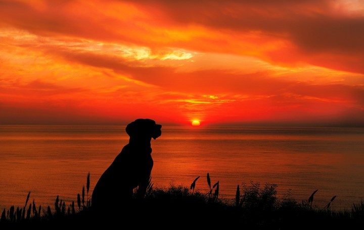 Silhouette Doggie