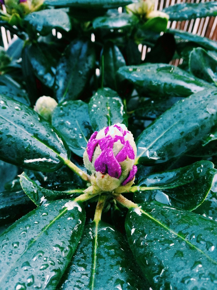 Rododendron