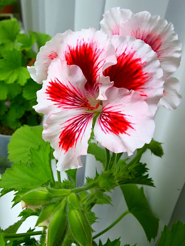Lovely plant❤