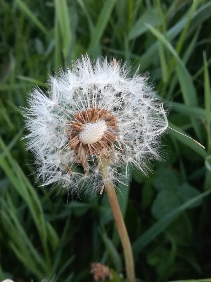 puff