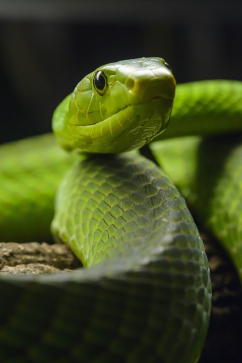 snout, snakes achtergronden