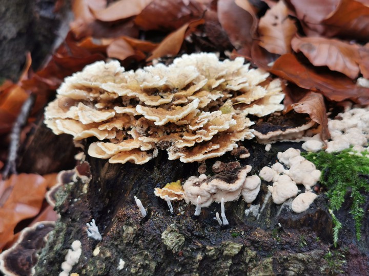 Pilze