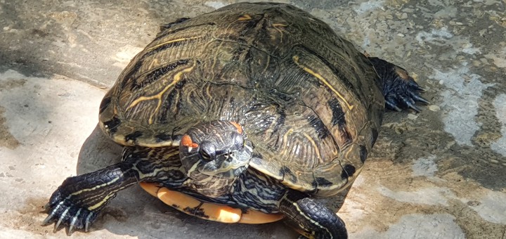 Turtle