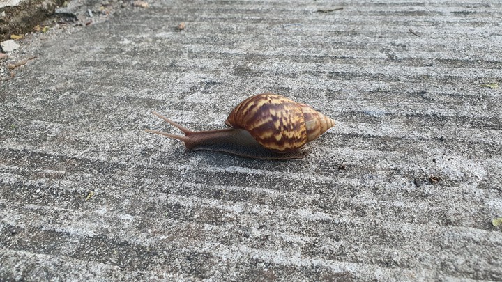 Snail