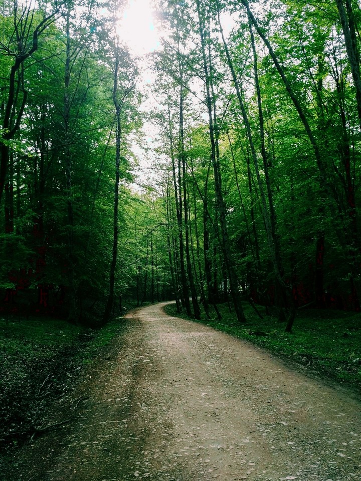 forest