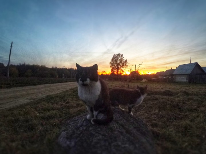 Коты на камне
