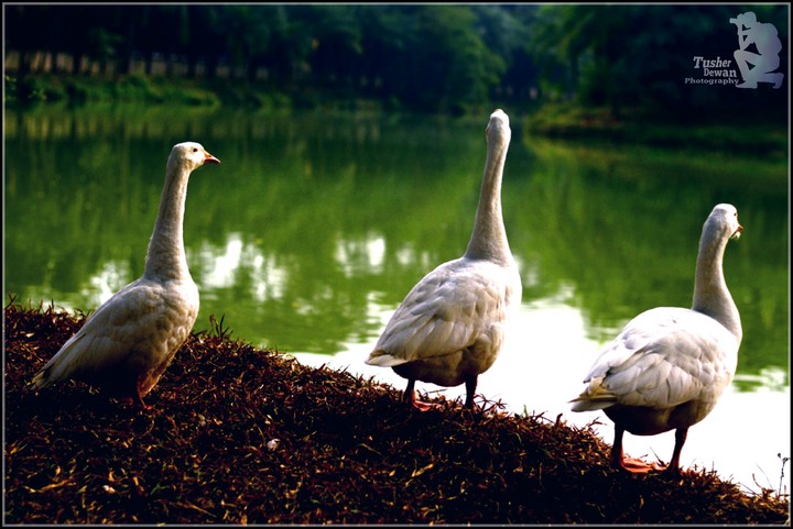 Three Swan