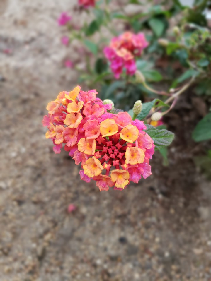 colorful spring