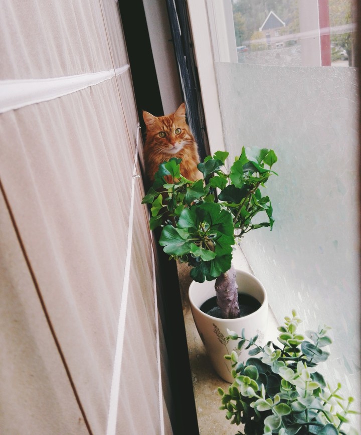 Choco