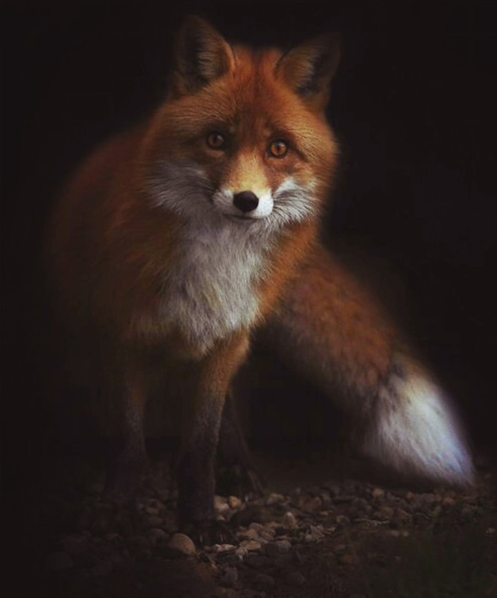 fox