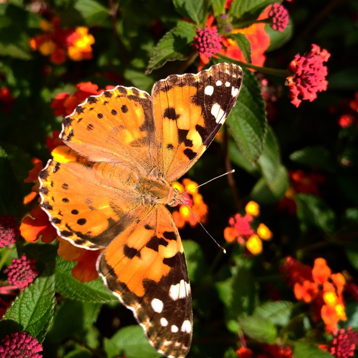 Moth