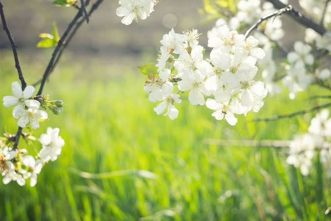 primavera