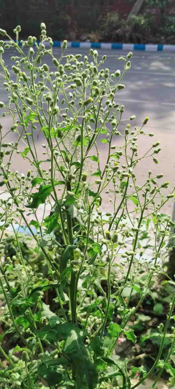 a little plant