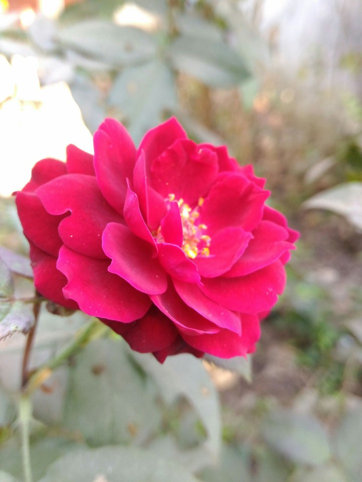 natural click