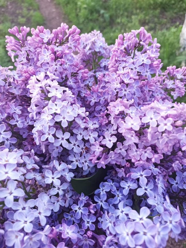 сирень