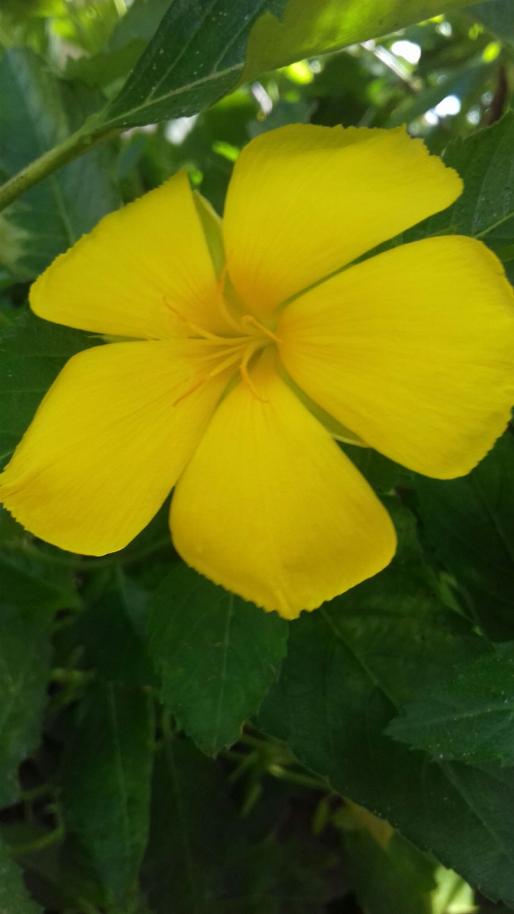 yêu