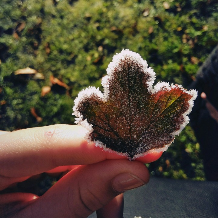 Sno