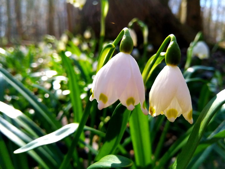 snow flower