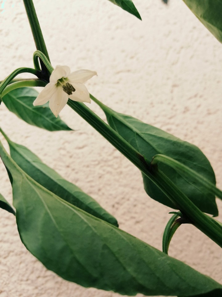 pepper flover