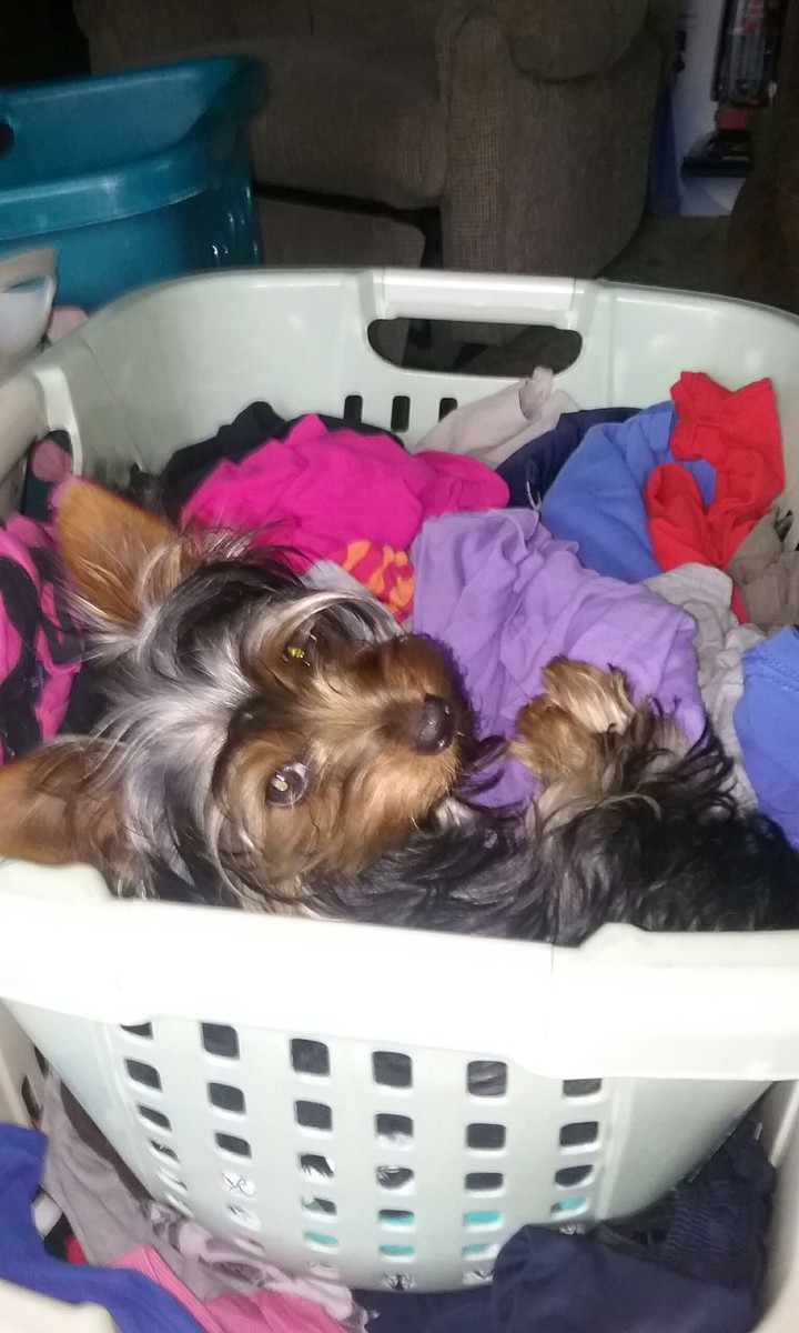 My puppy Spunky.