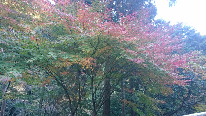 紅葉