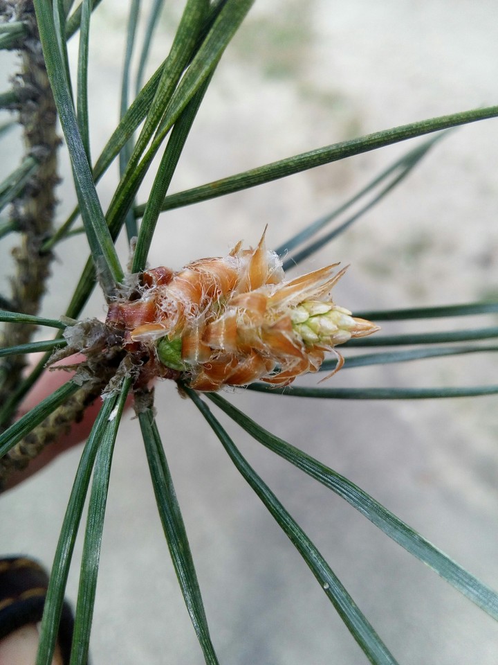 Young cone