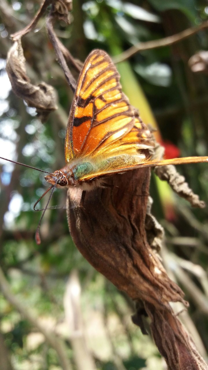 butterfly