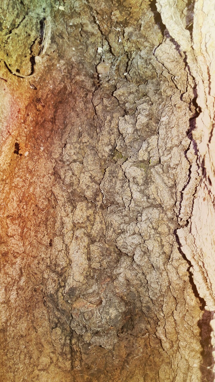 tree trunk
