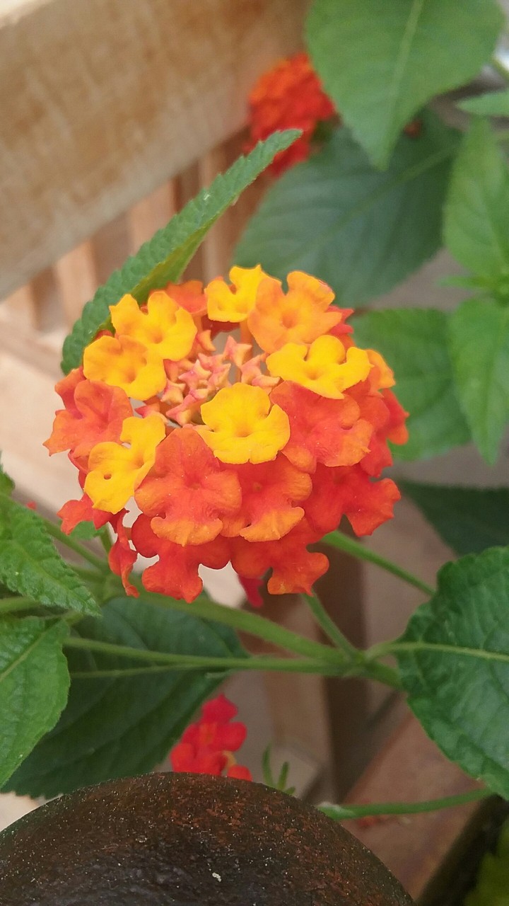 bright flowers