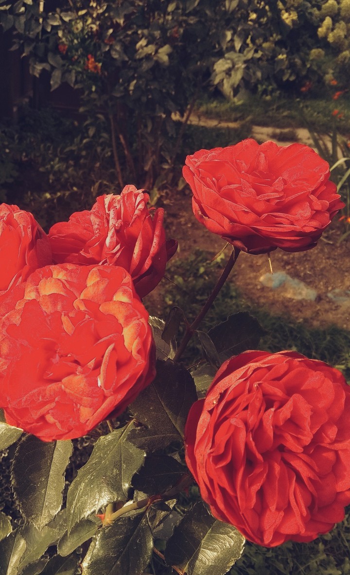 розы