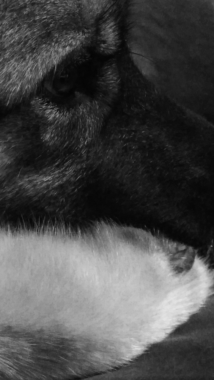 dog...click to see me