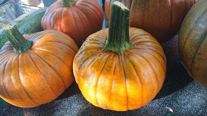 pumpkins