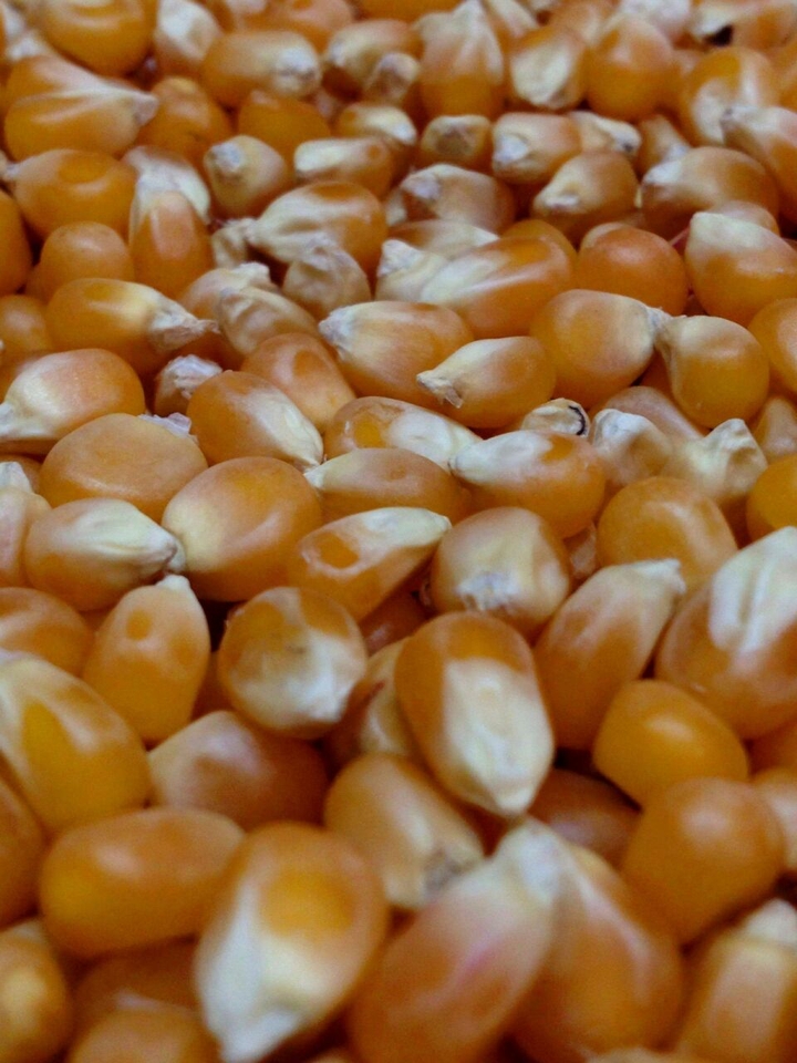corn