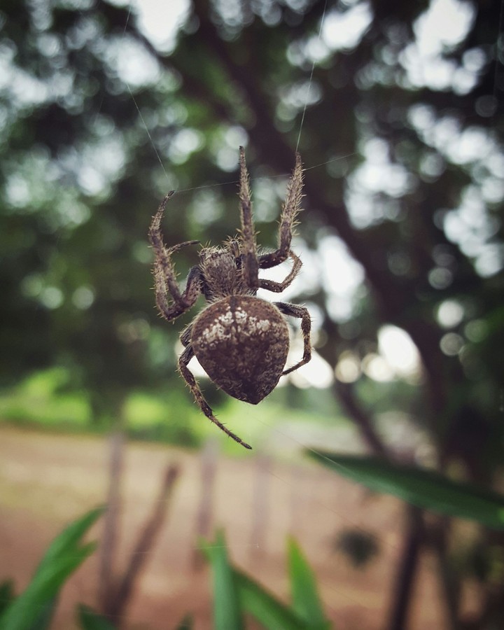 aranha