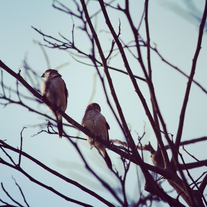 birds