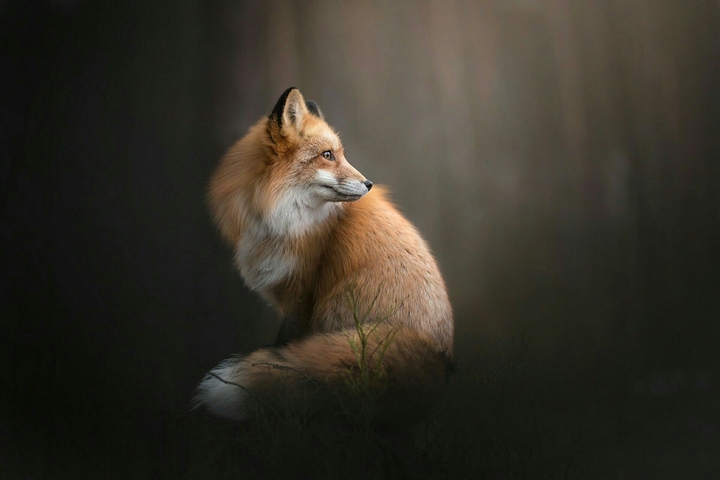 red fox