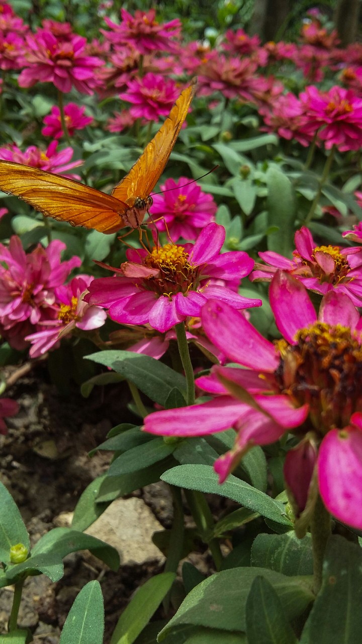 flower