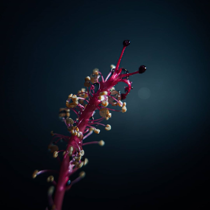 Oneplus Shot