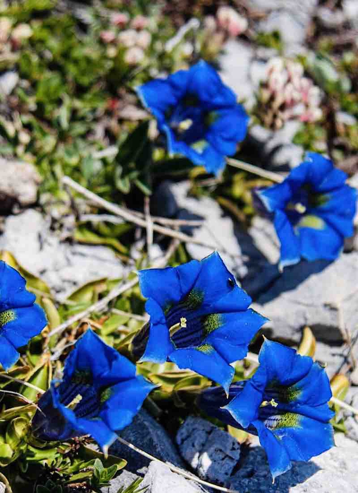 Flower Campo Imperatore
